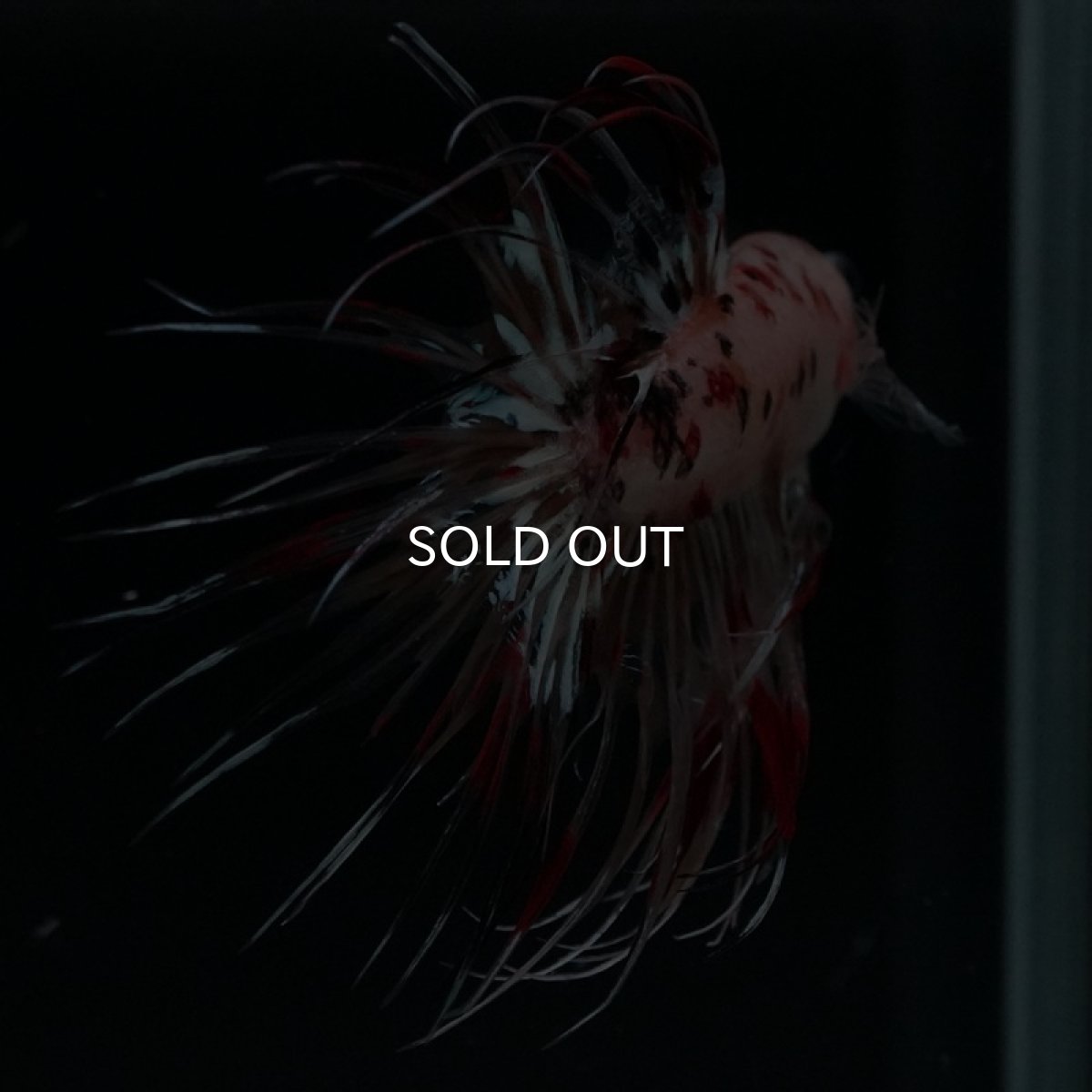 画像12: CT キャンディギャラクシー (12)