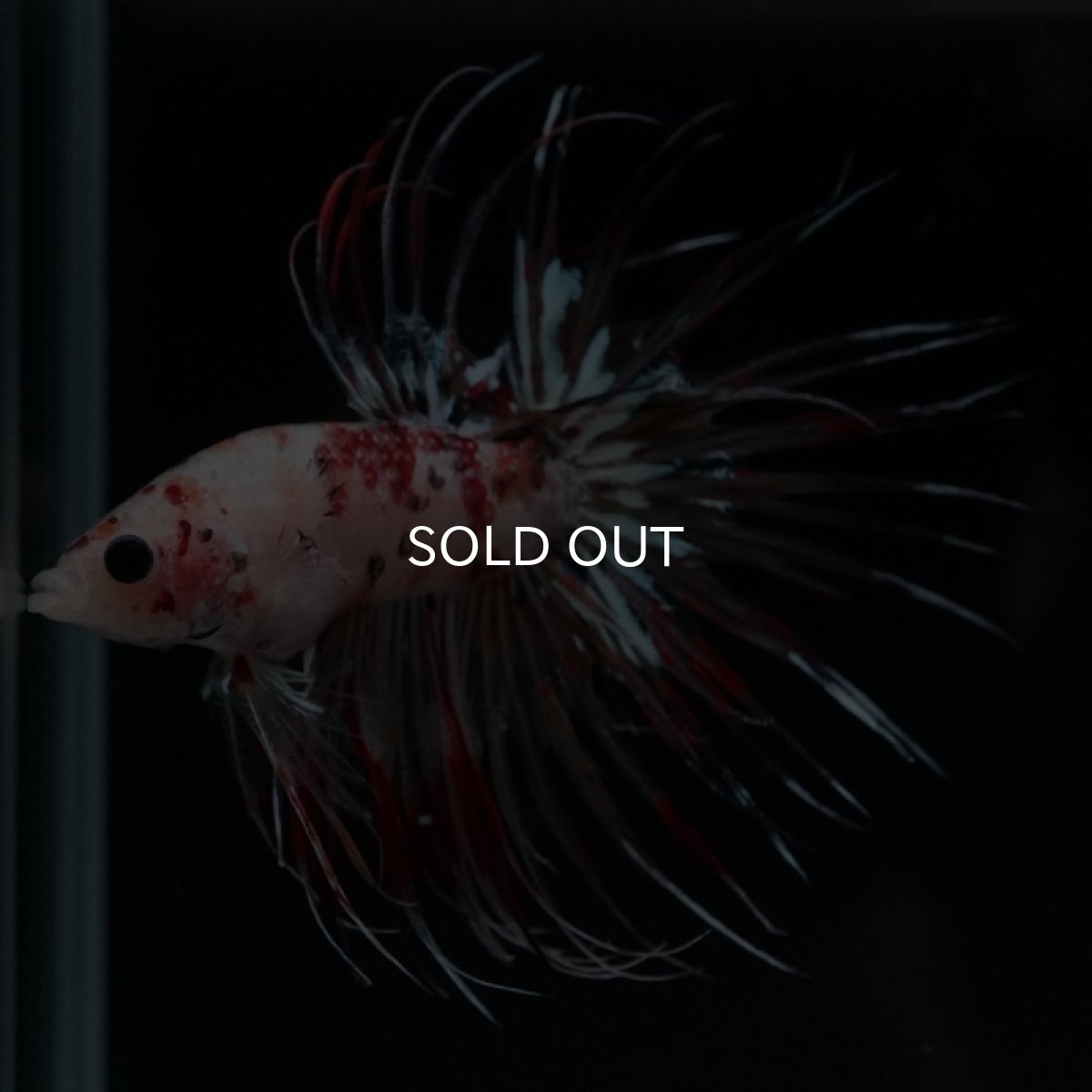 画像10: CT キャンディギャラクシー (10)