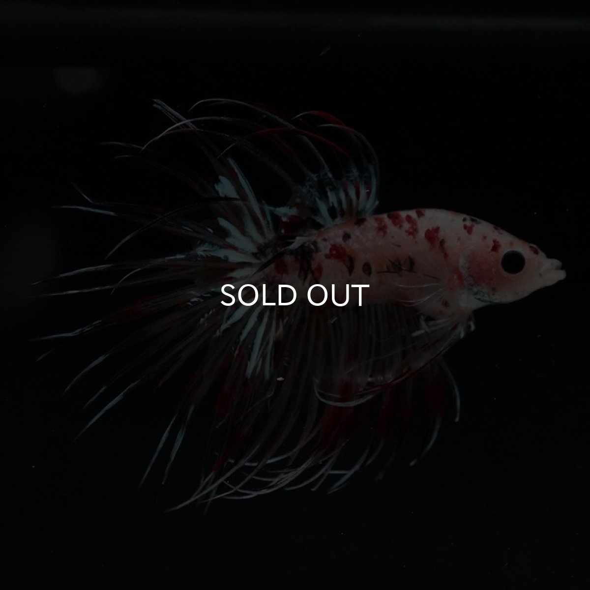 画像9: CT キャンディギャラクシー (9)