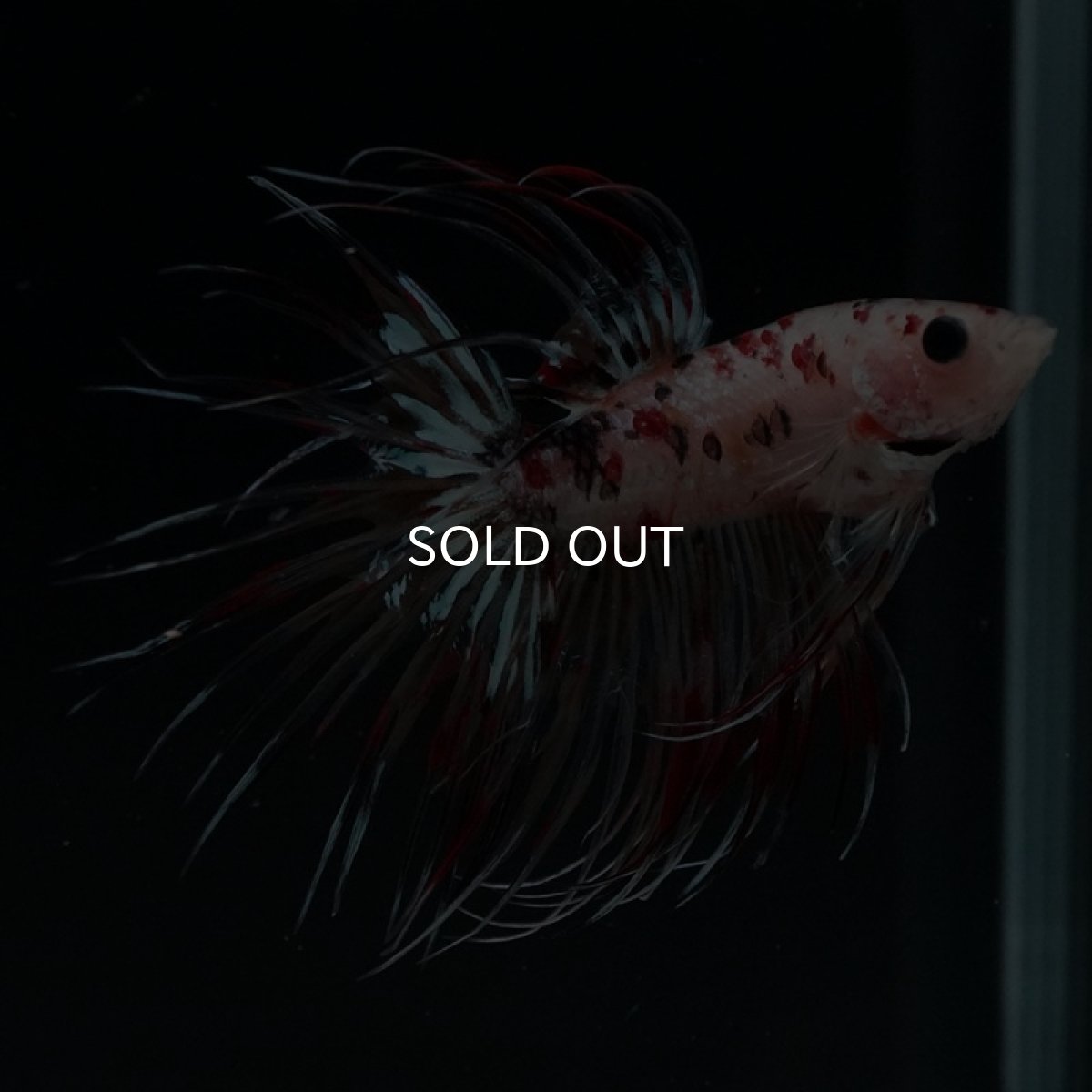 画像8: CT キャンディギャラクシー (8)