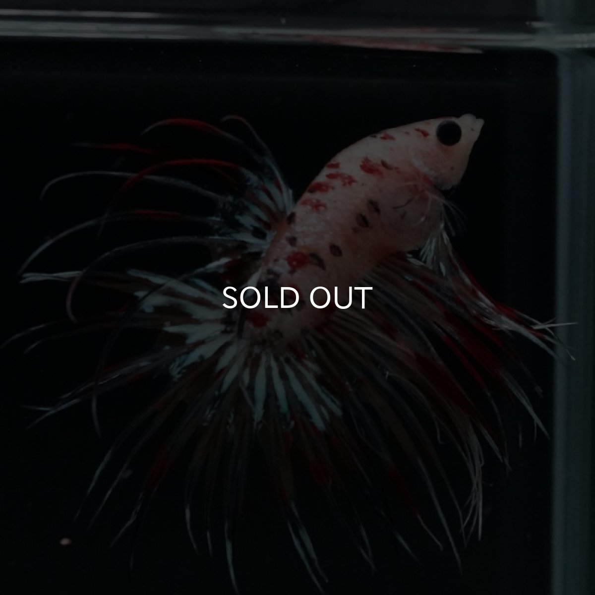 画像7: CT キャンディギャラクシー (7)