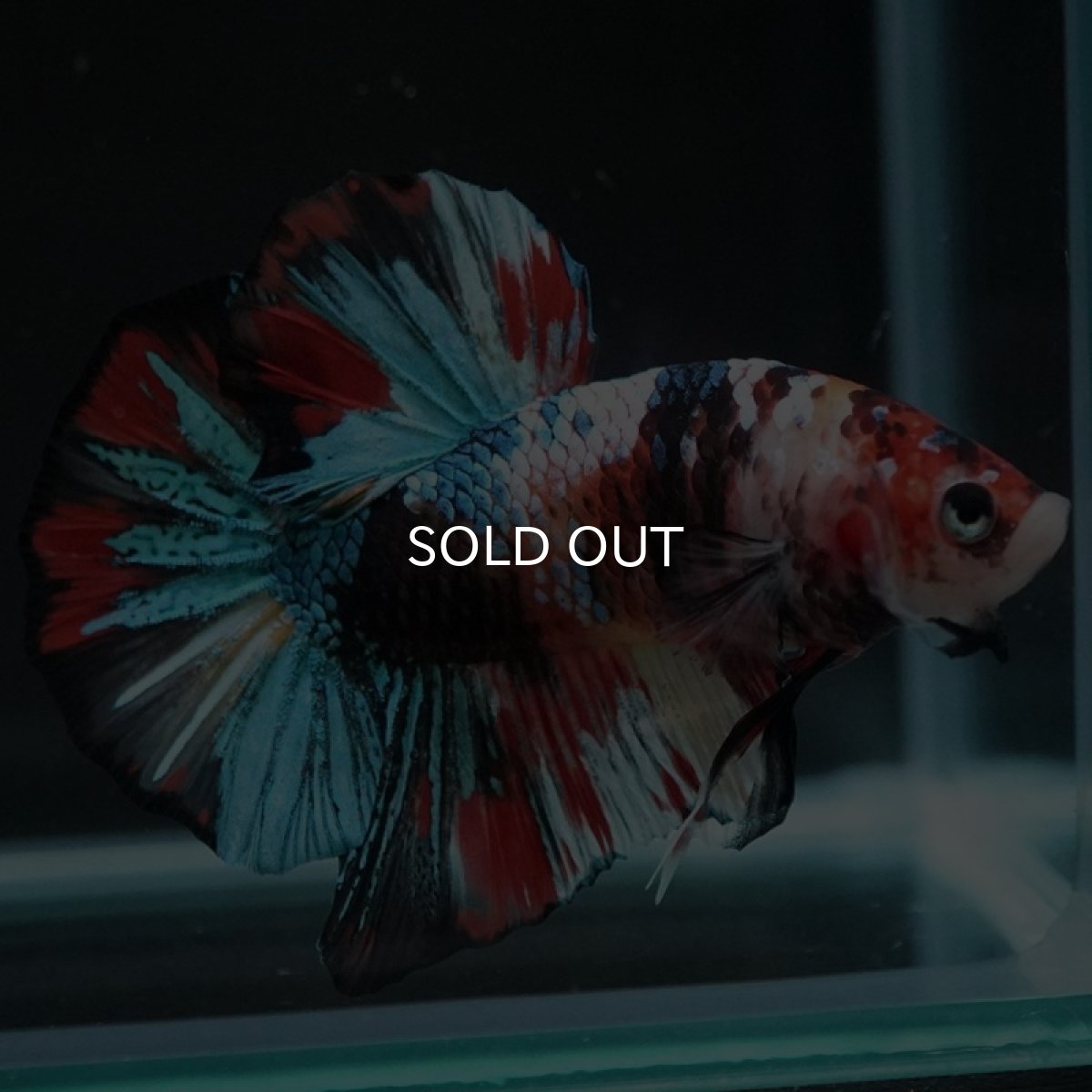 画像12: HMPK キャンディギャラクシー (12)