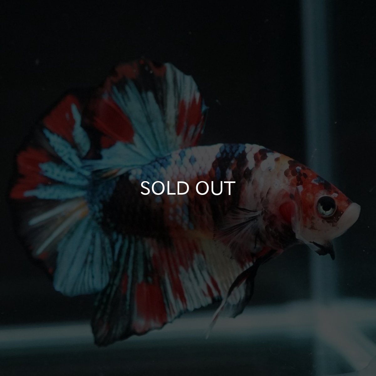 画像11: HMPK キャンディギャラクシー (11)