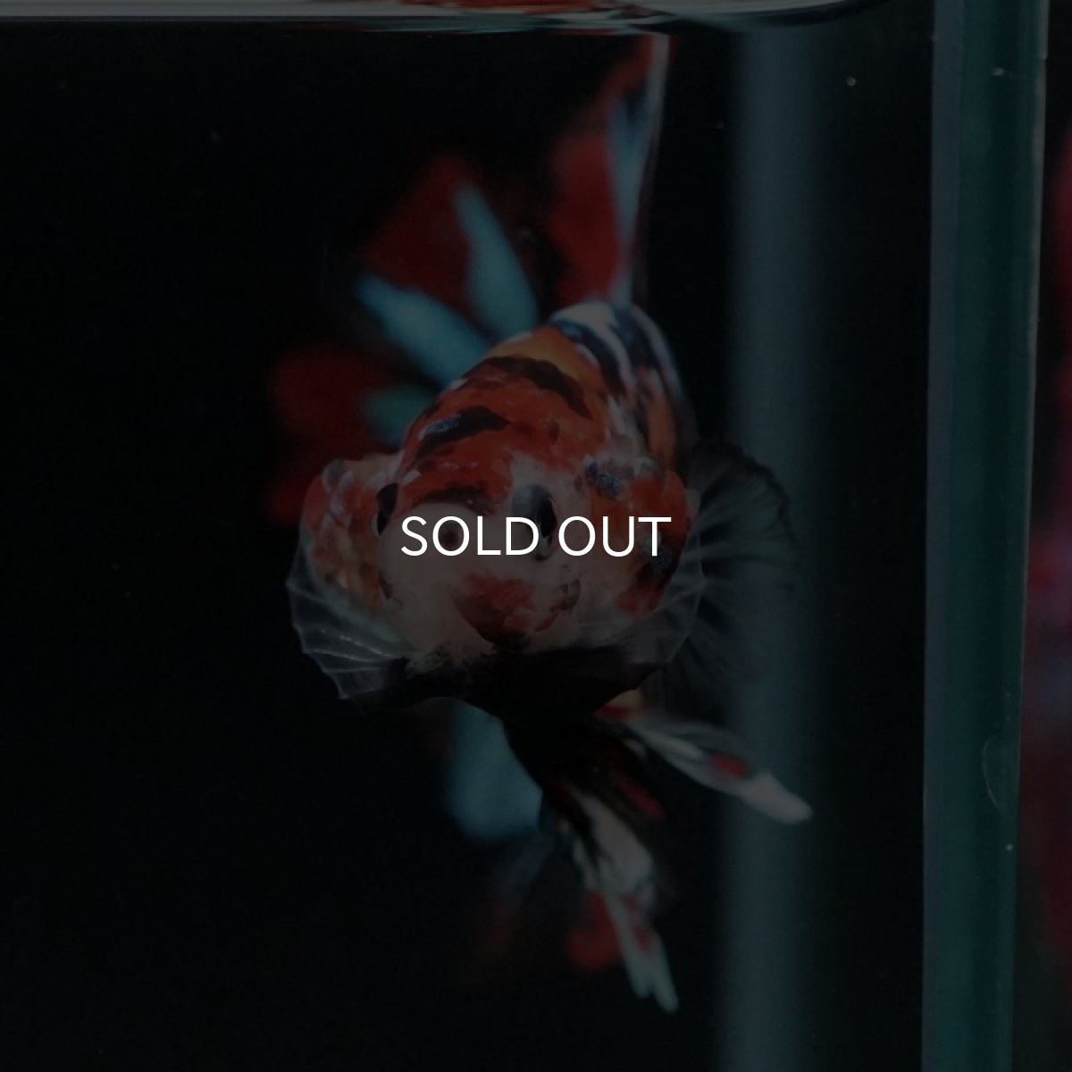 画像10: HMPK キャンディギャラクシー (10)