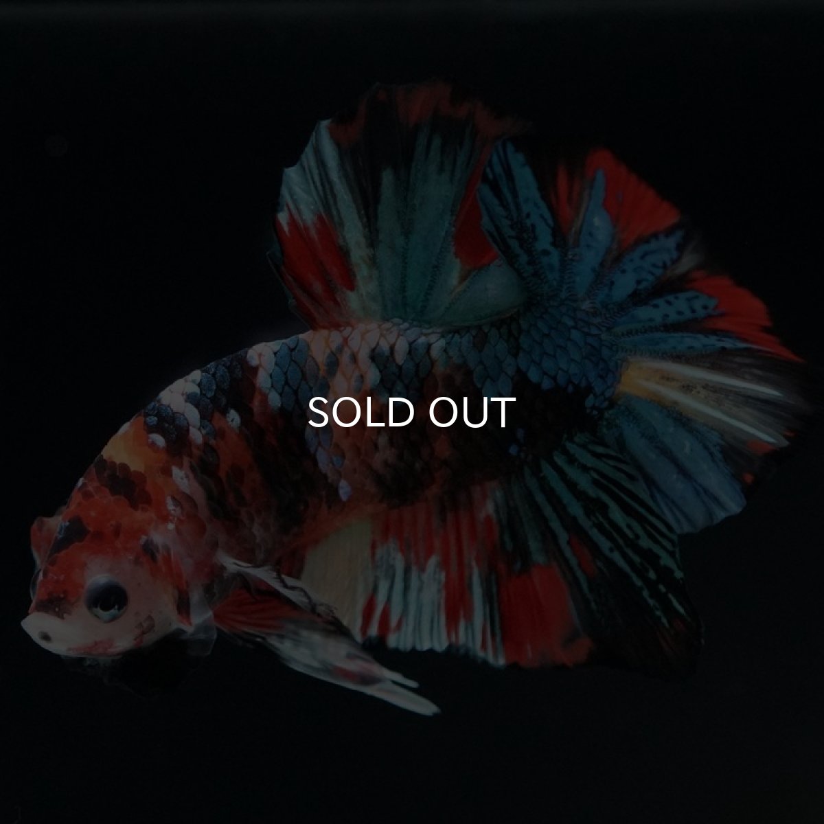 画像9: HMPK キャンディギャラクシー (9)