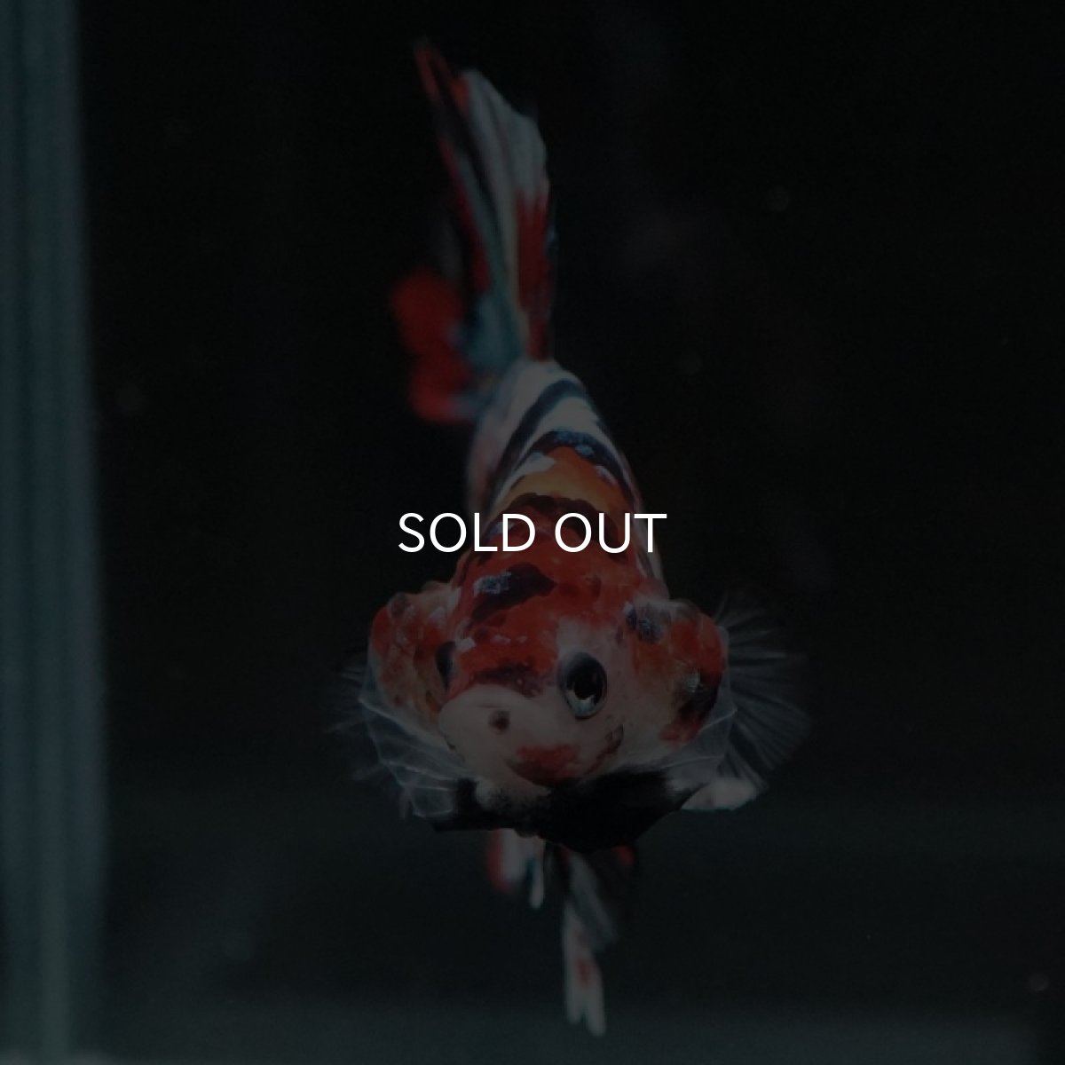 画像8: HMPK キャンディギャラクシー (8)