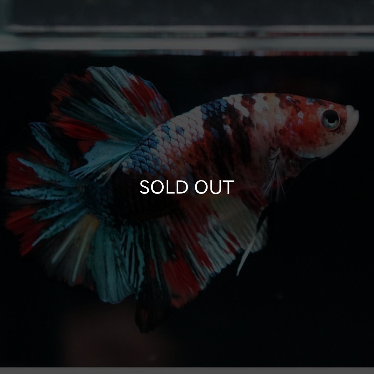 画像7: HMPK キャンディギャラクシー (7)