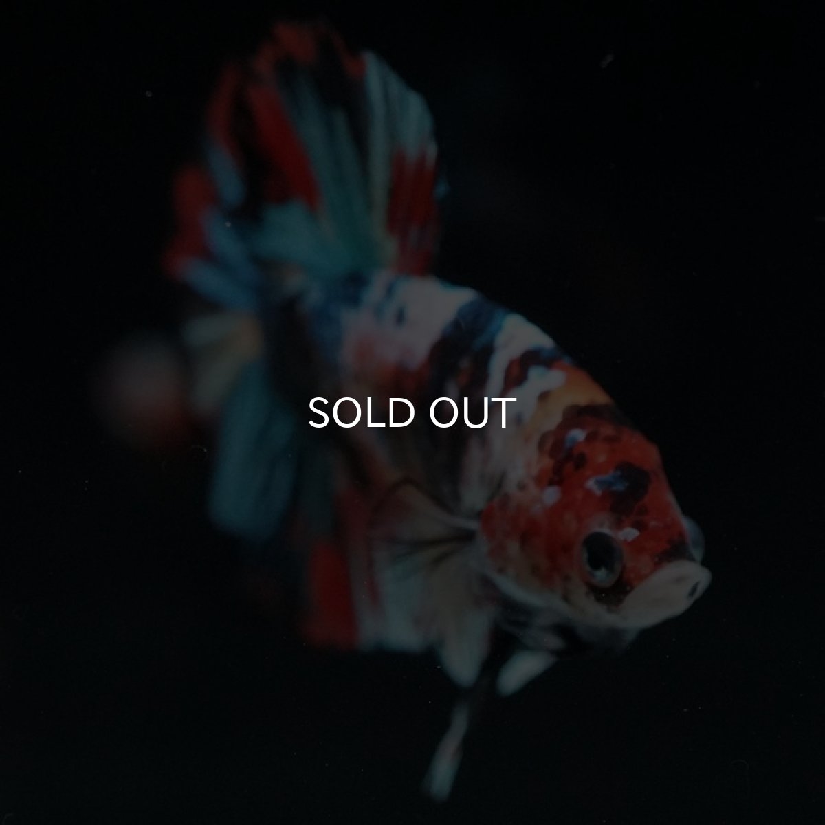 画像6: HMPK キャンディギャラクシー (6)