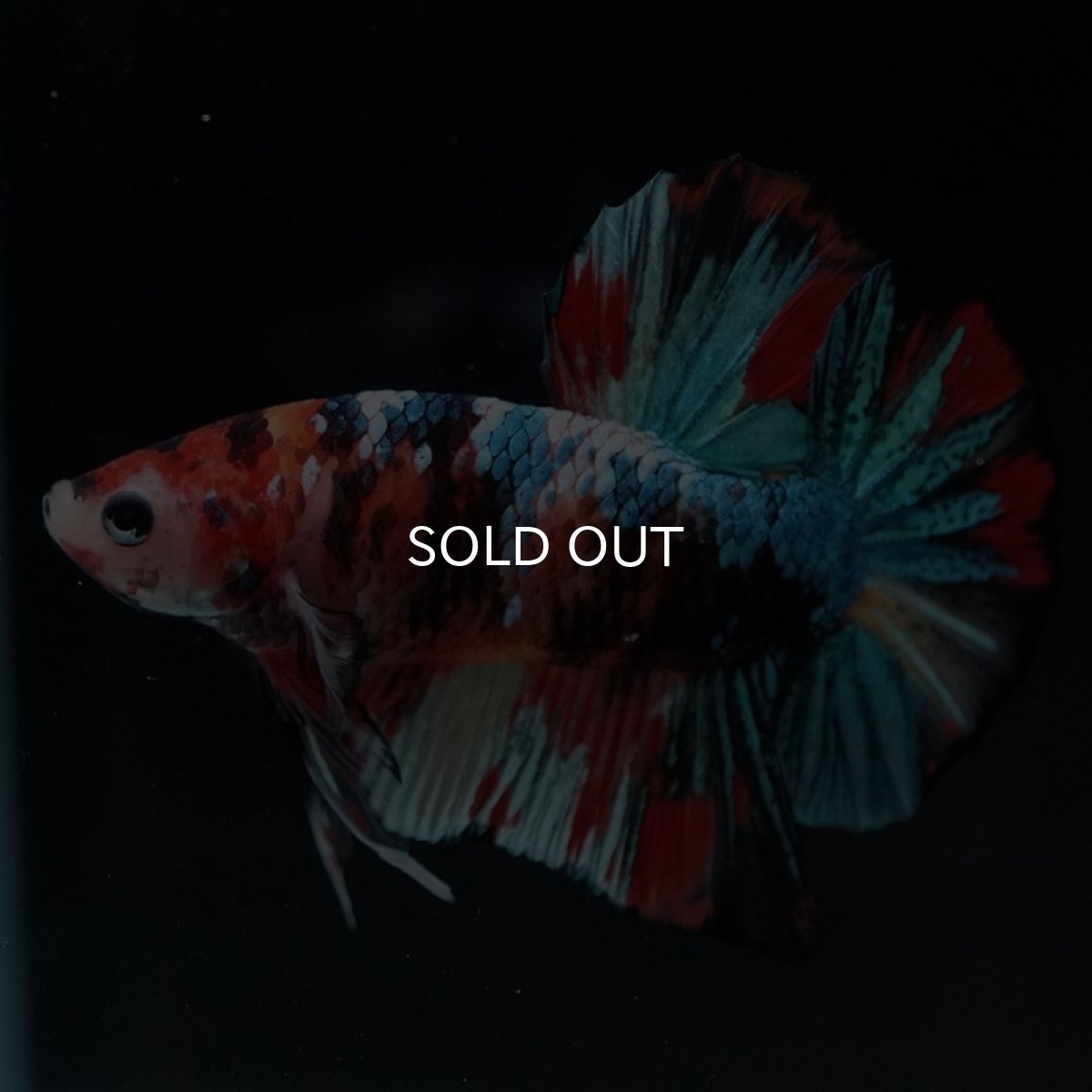 画像5: HMPK キャンディギャラクシー (5)