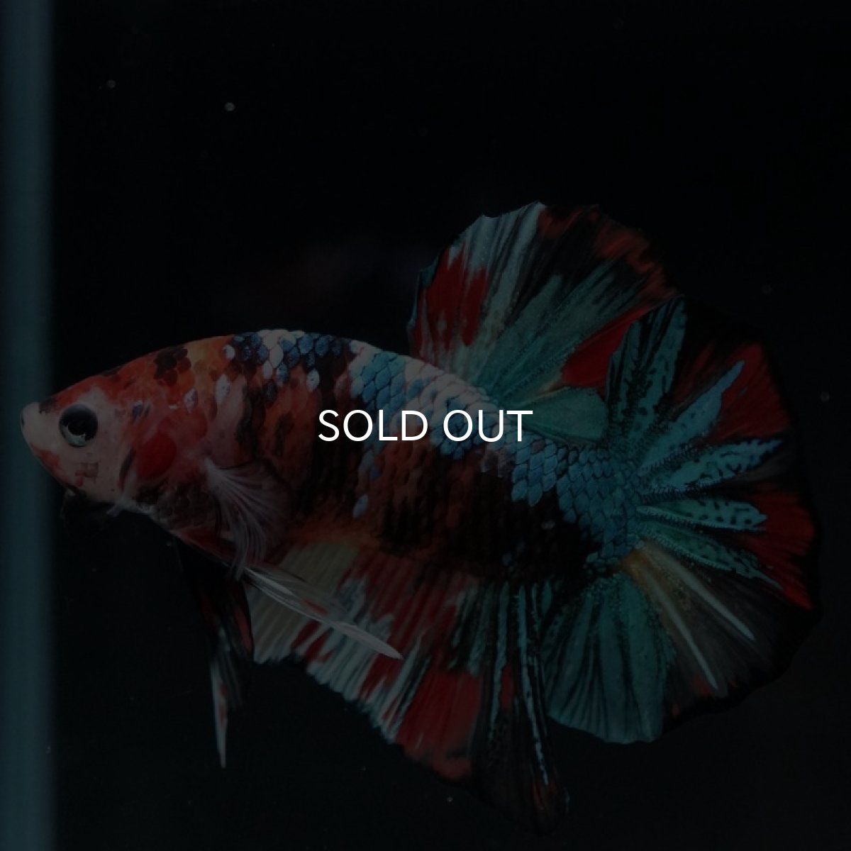 画像4: HMPK キャンディギャラクシー (4)