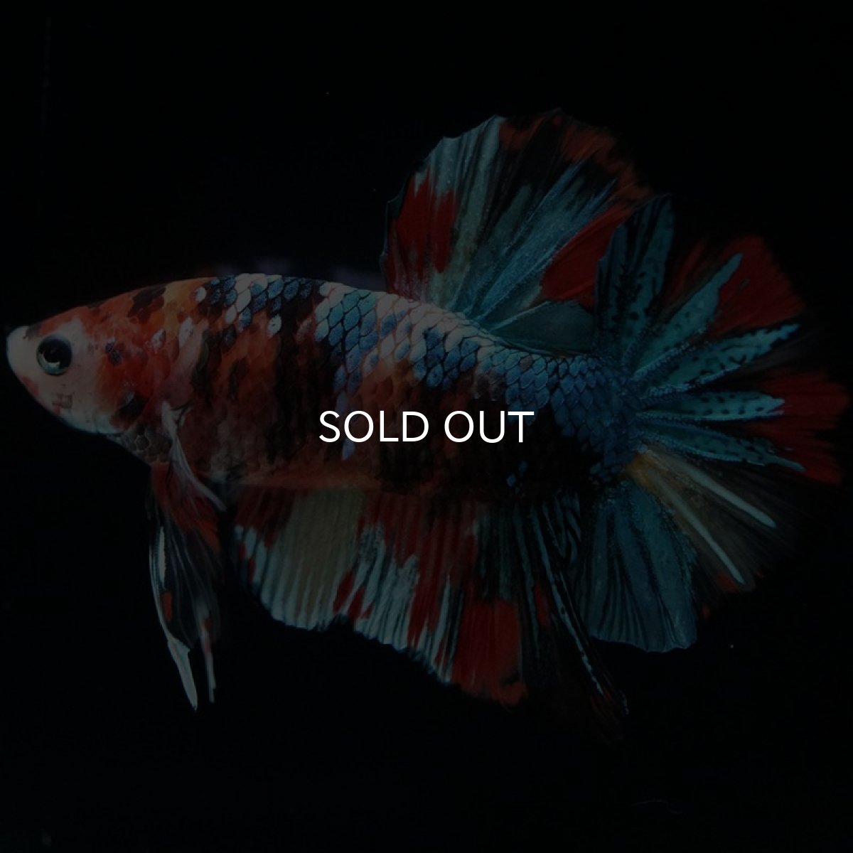 画像3: HMPK キャンディギャラクシー (3)