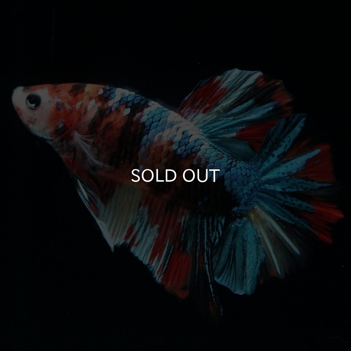 画像2: HMPK キャンディギャラクシー (2)