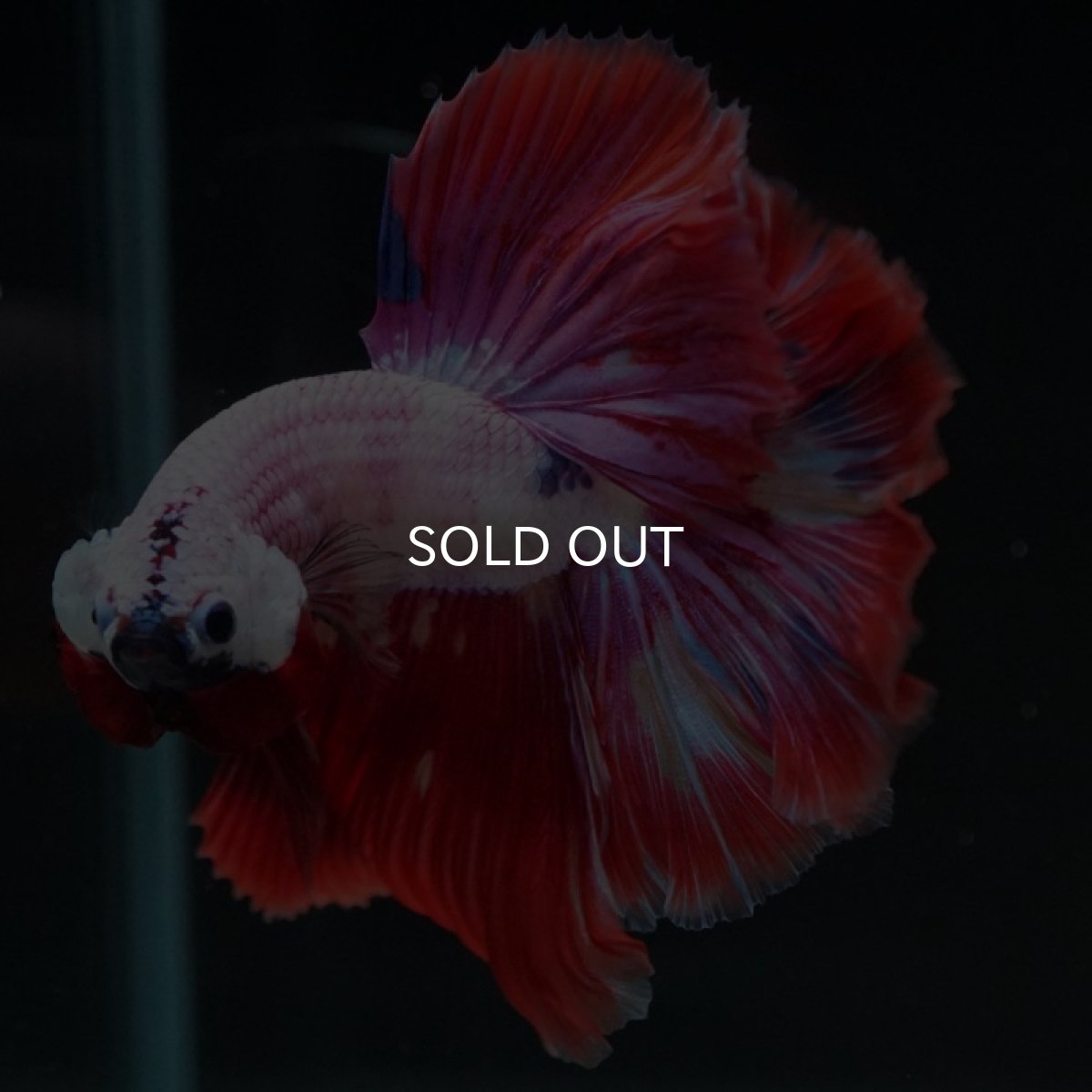 画像10: HM ピンクファンシー (10)