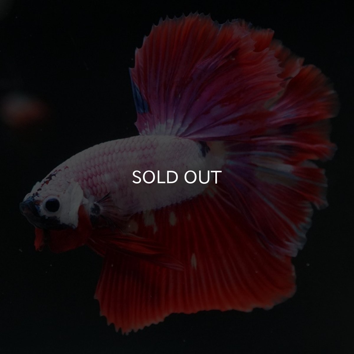 画像9: HM ピンクファンシー (9)