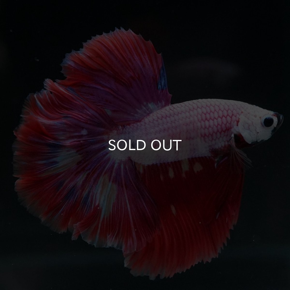 画像8: HM ピンクファンシー (8)