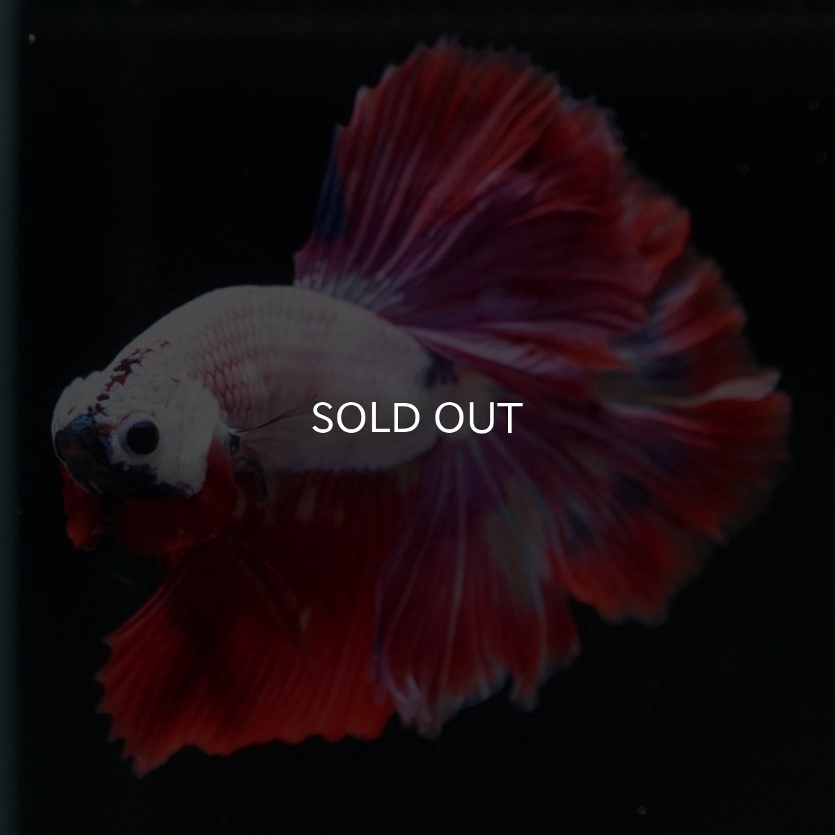 画像7: HM ピンクファンシー (7)