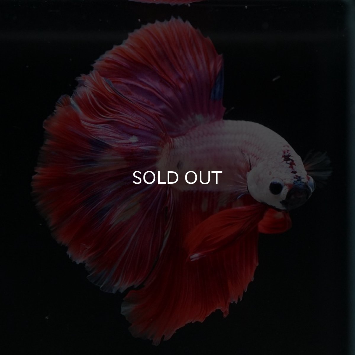 画像6: HM ピンクファンシー (6)