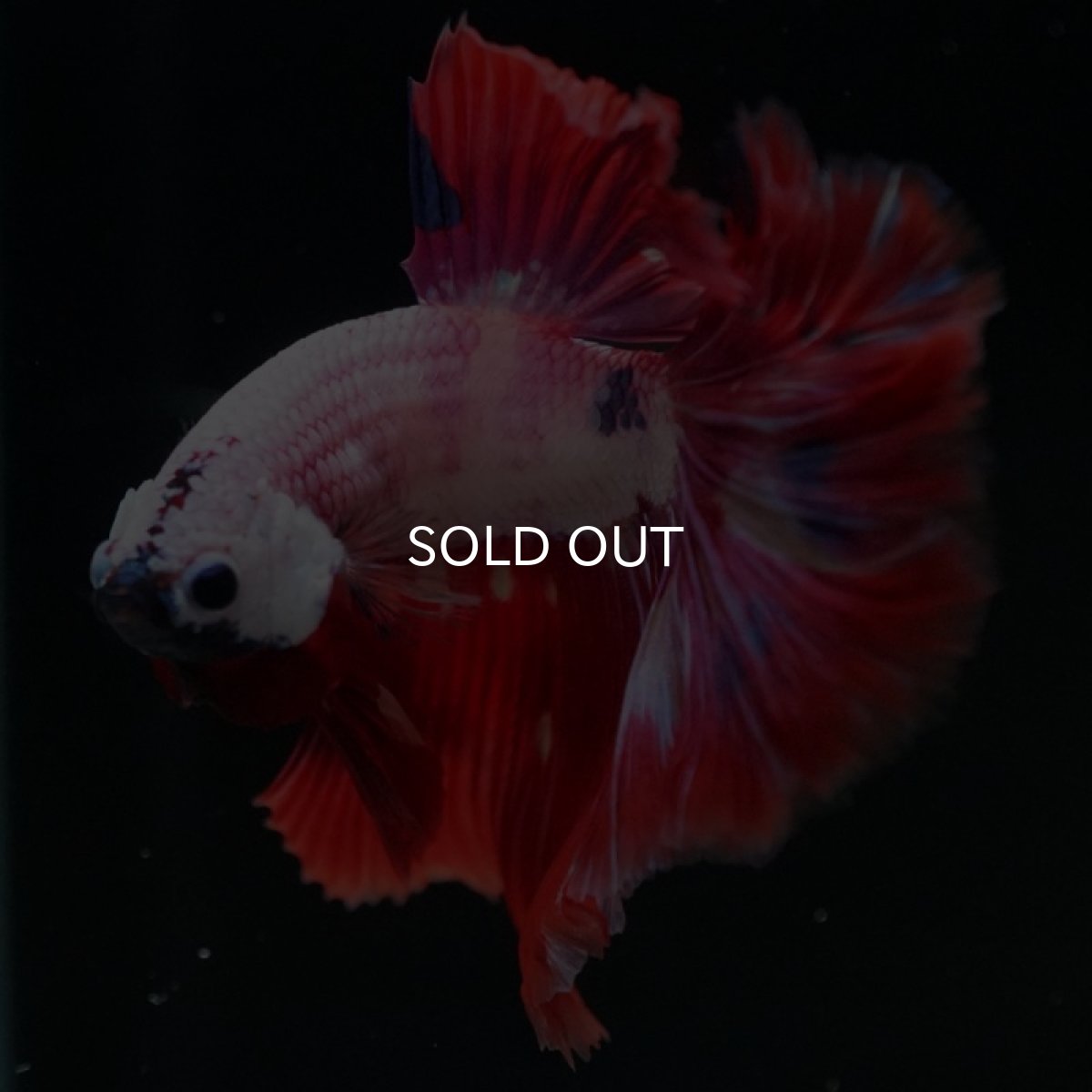 画像5: HM ピンクファンシー (5)