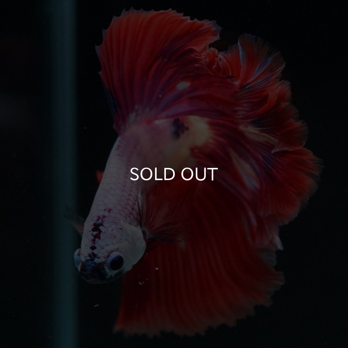 画像4: HM ピンクファンシー (4)