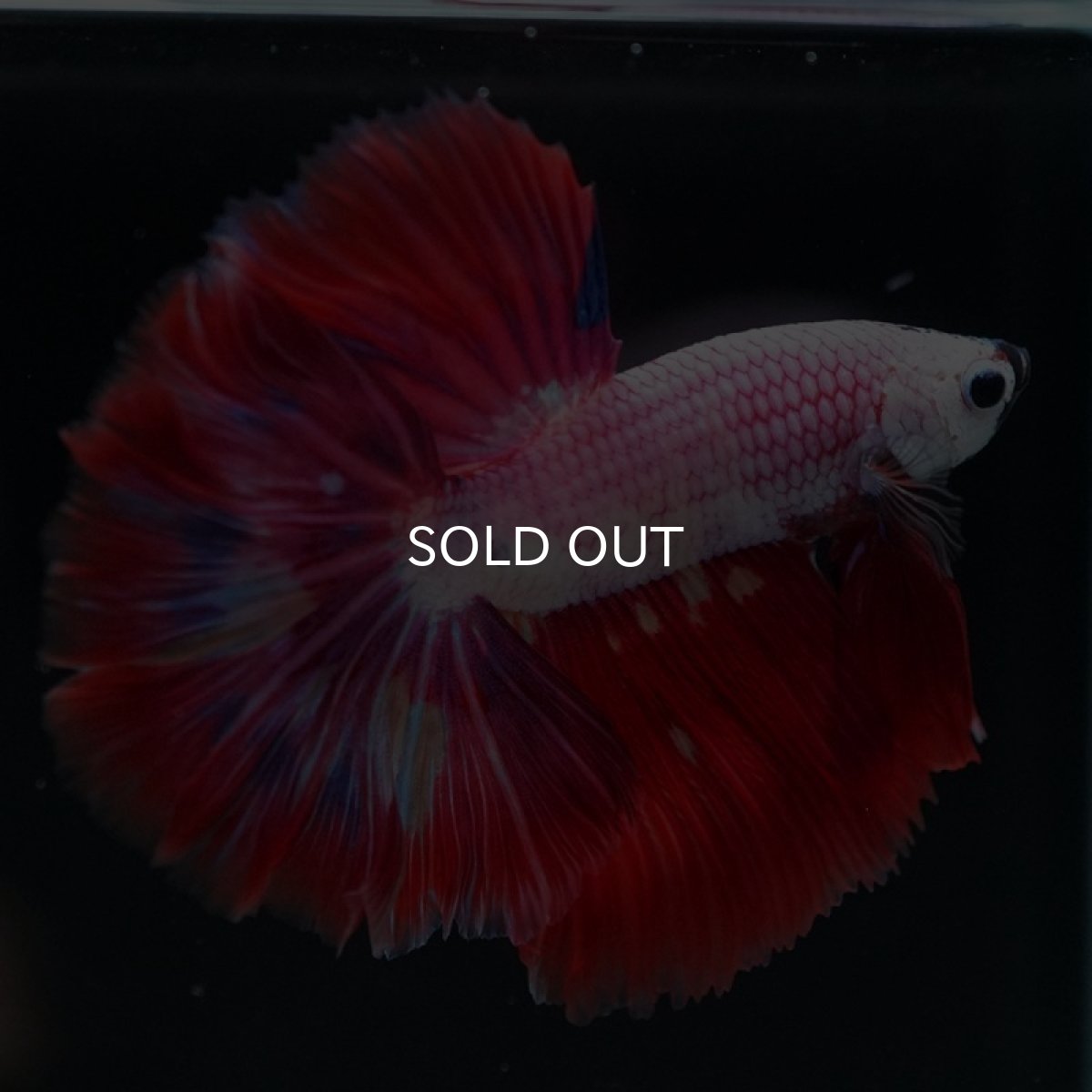 画像3: HM ピンクファンシー (3)