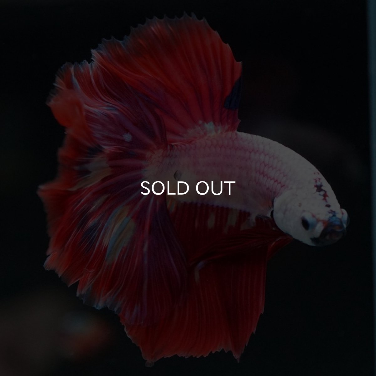 画像2: HM ピンクファンシー (2)