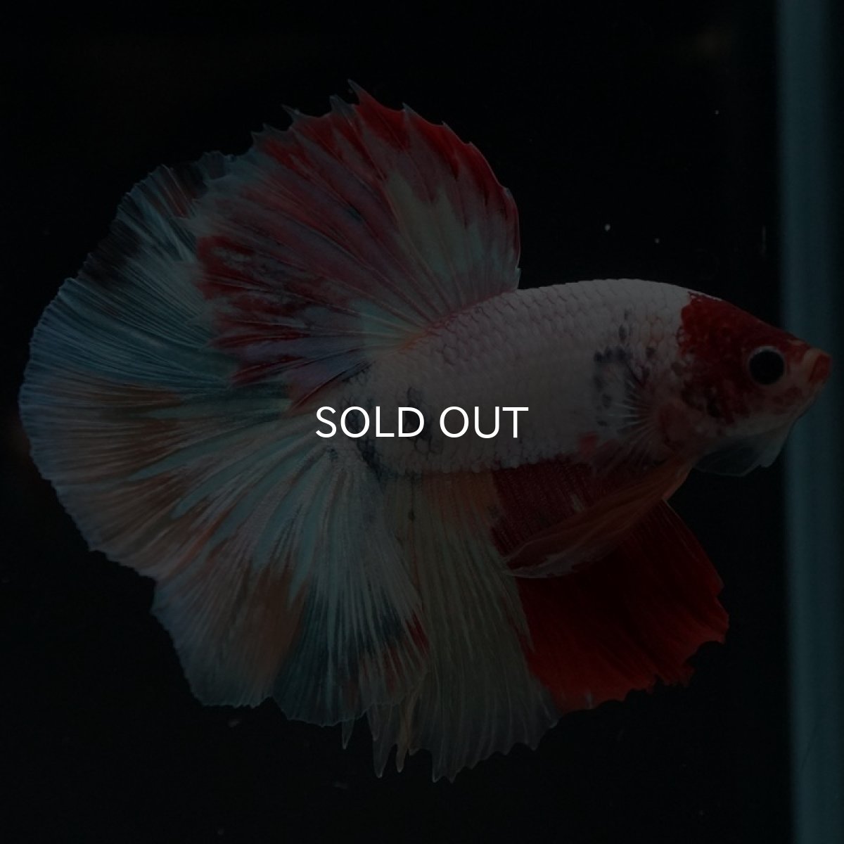 画像12: HM キャンディ 変わり柄 (12)