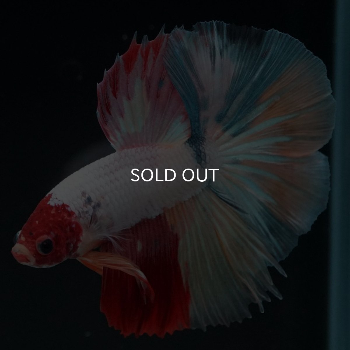 画像11: HM キャンディ 変わり柄 (11)