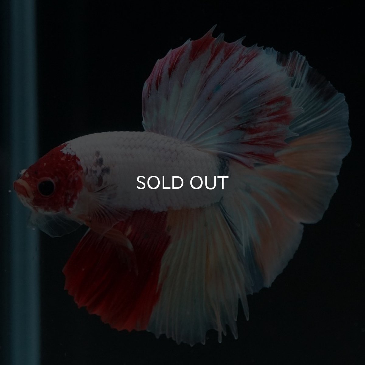 画像10: HM キャンディ 変わり柄 (10)