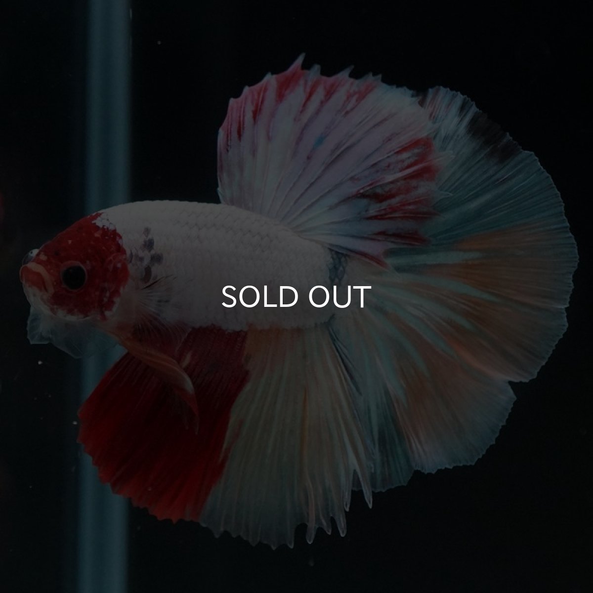 画像9: HM キャンディ 変わり柄 (9)