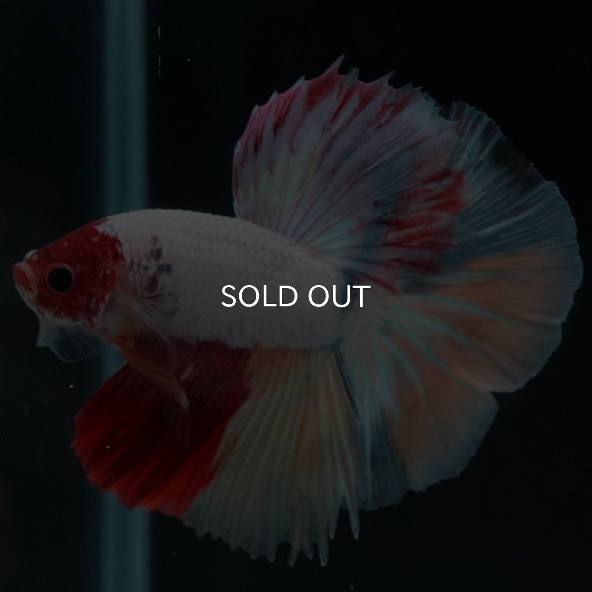 画像8: HM キャンディ 変わり柄 (8)