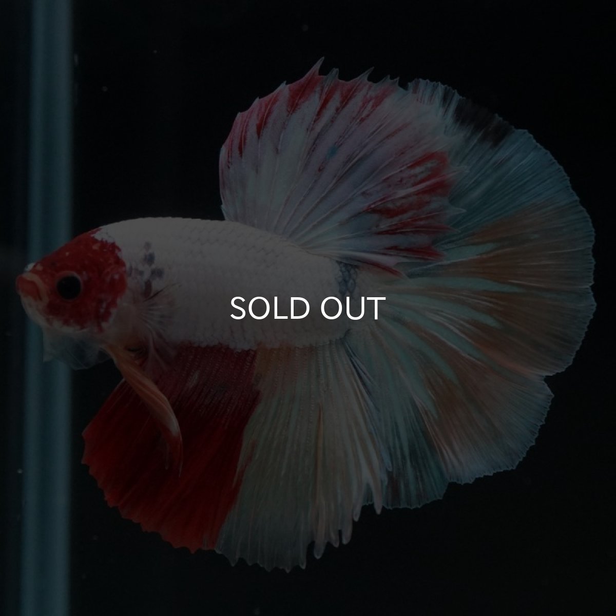 画像7: HM キャンディ 変わり柄 (7)