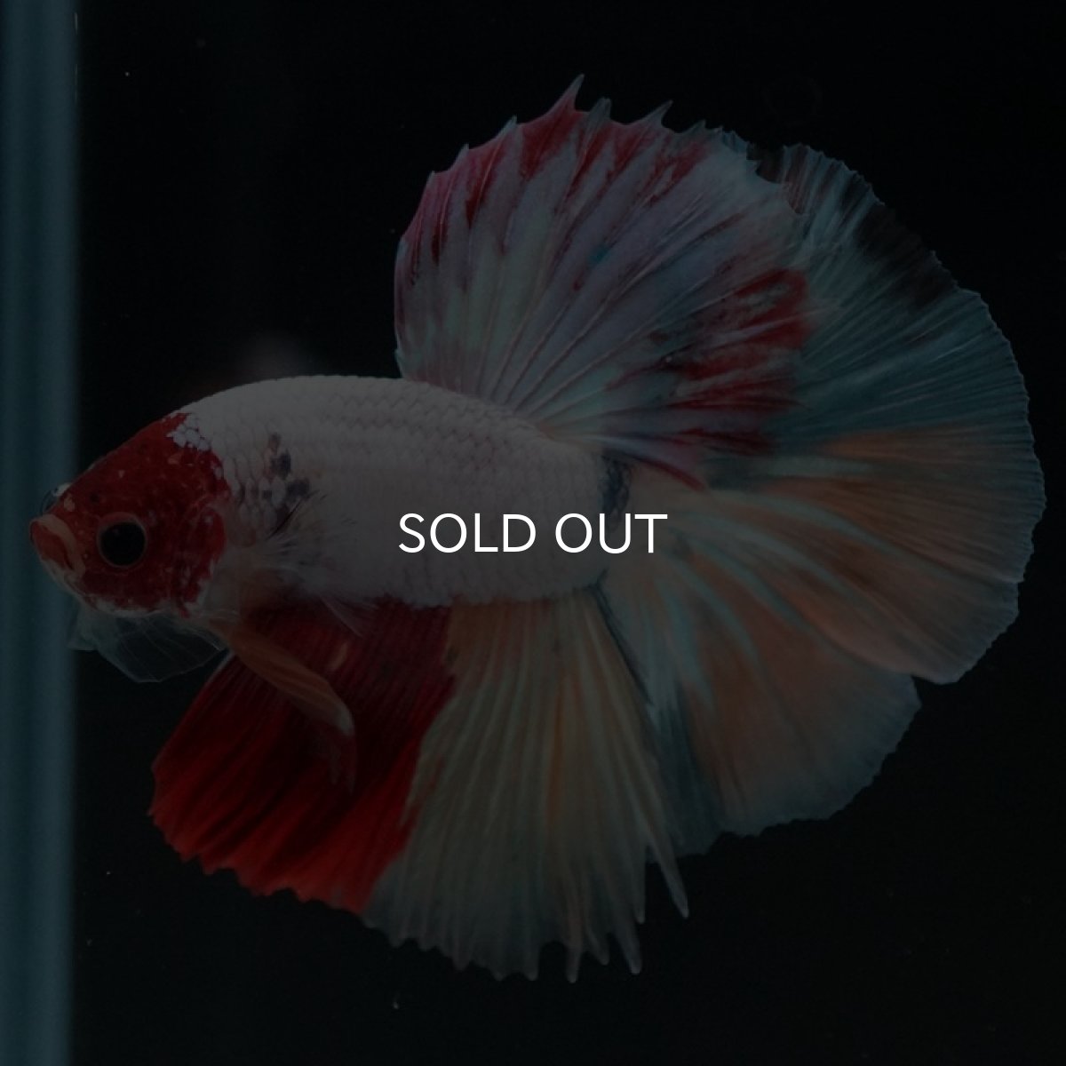 画像6: HM キャンディ 変わり柄 (6)