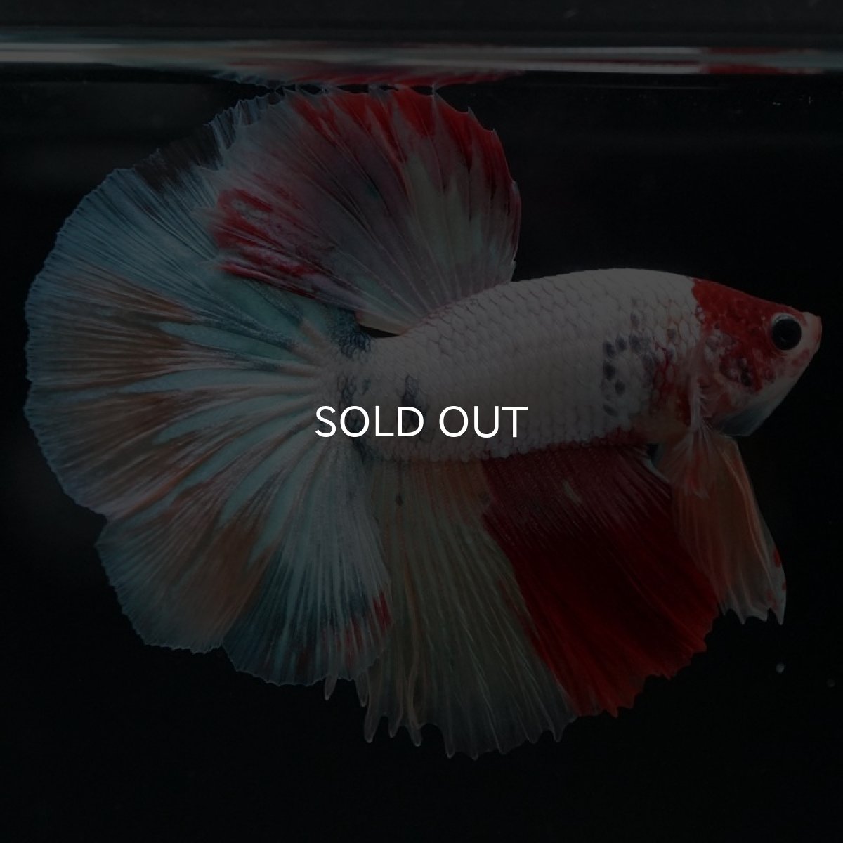 画像5: HM キャンディ 変わり柄 (5)