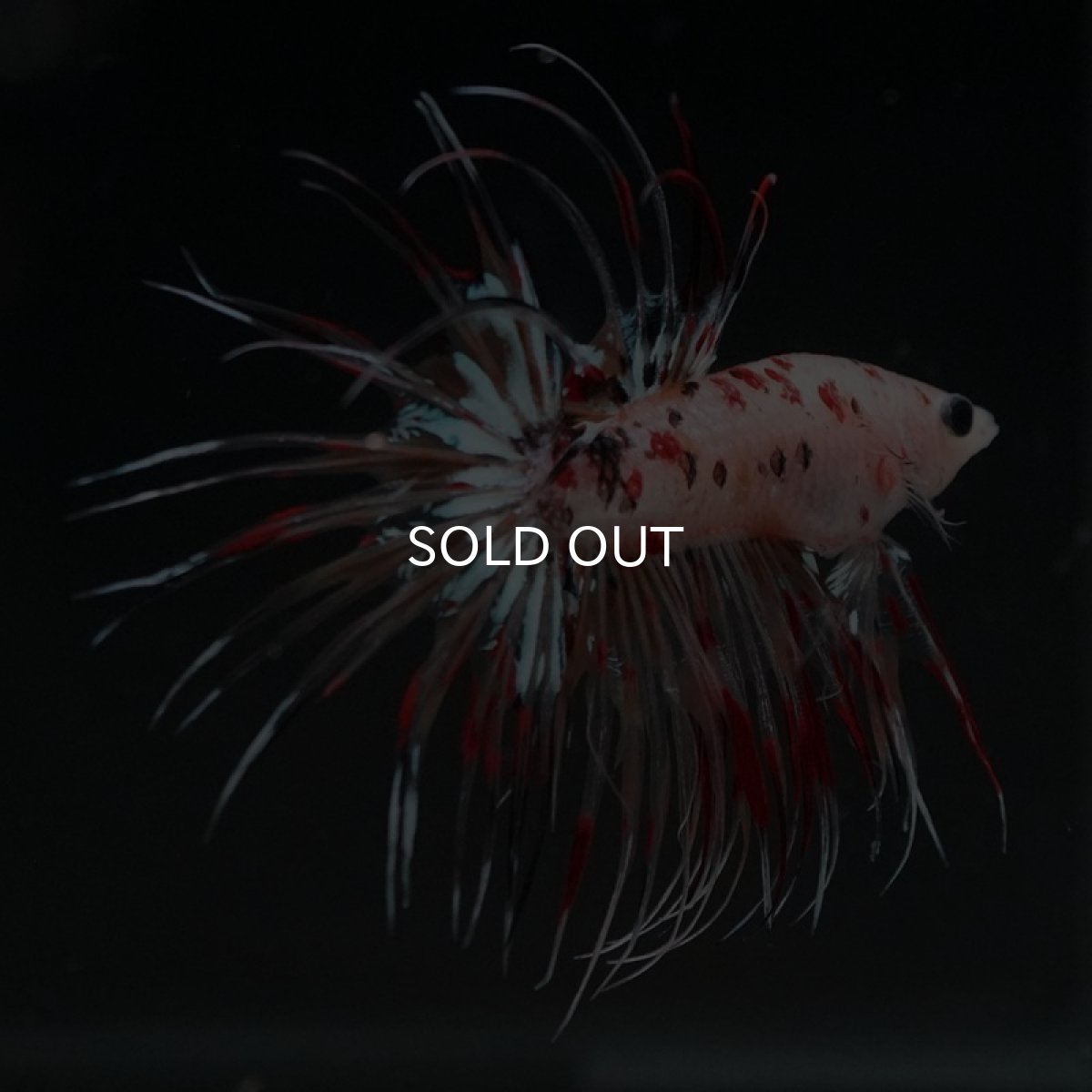 画像6: CT キャンディギャラクシー (6)