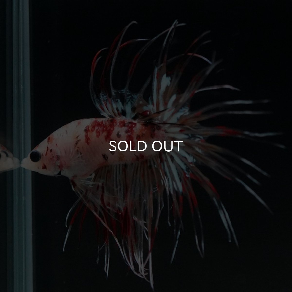 画像5: CT キャンディギャラクシー (5)