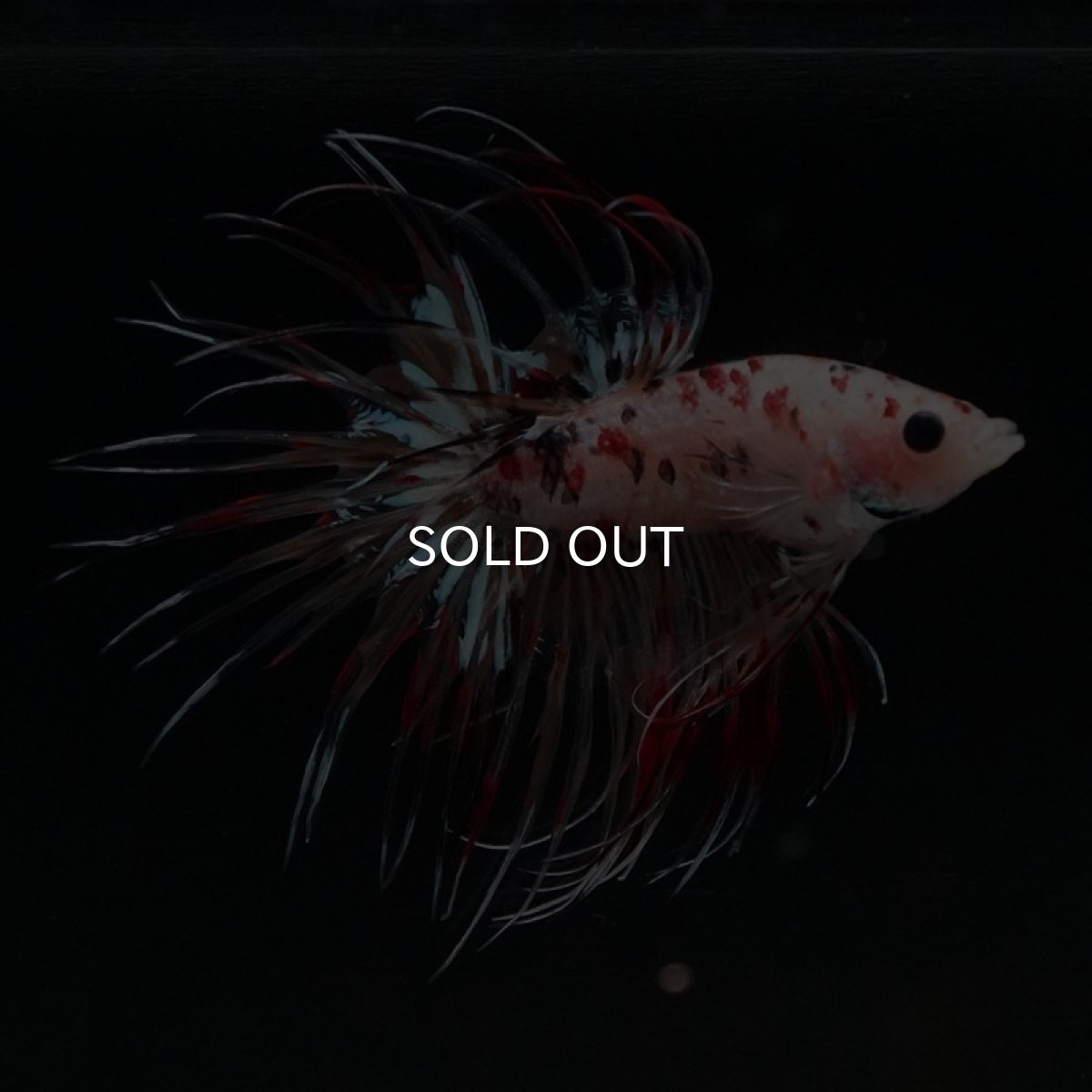 画像2: CT キャンディギャラクシー (2)