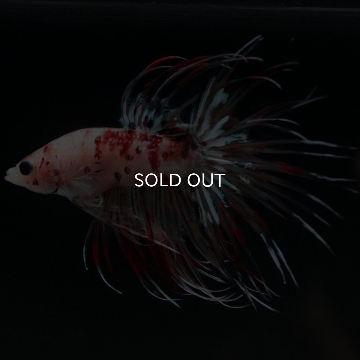 画像4: CT キャンディギャラクシー (4)