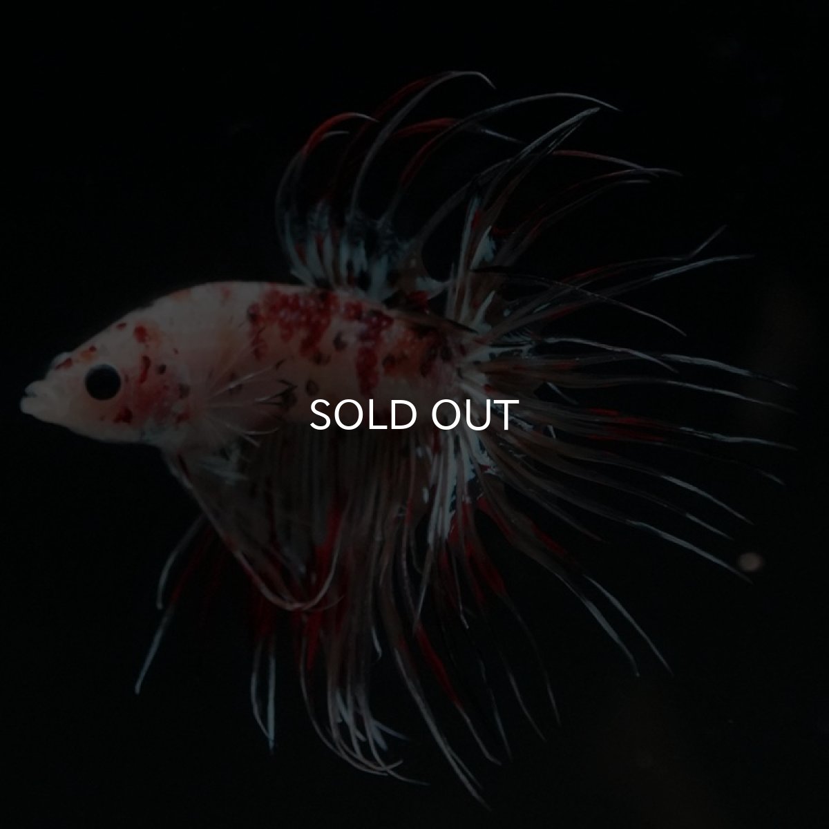 画像3: CT キャンディギャラクシー (3)