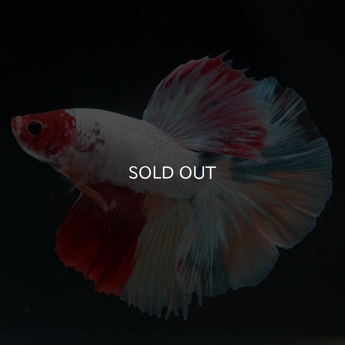 画像3: HM キャンディ 変わり柄 (3)