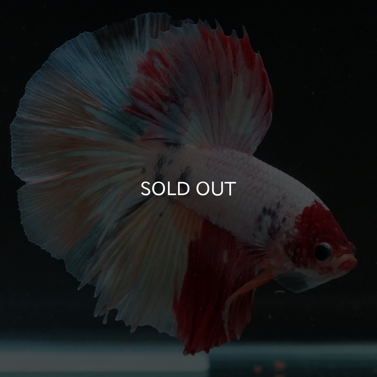 画像2: HM キャンディ 変わり柄 (2)