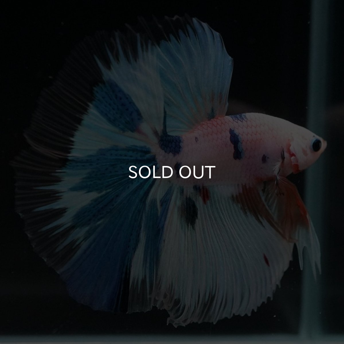 画像15: HM ホワイトファンシー (15)