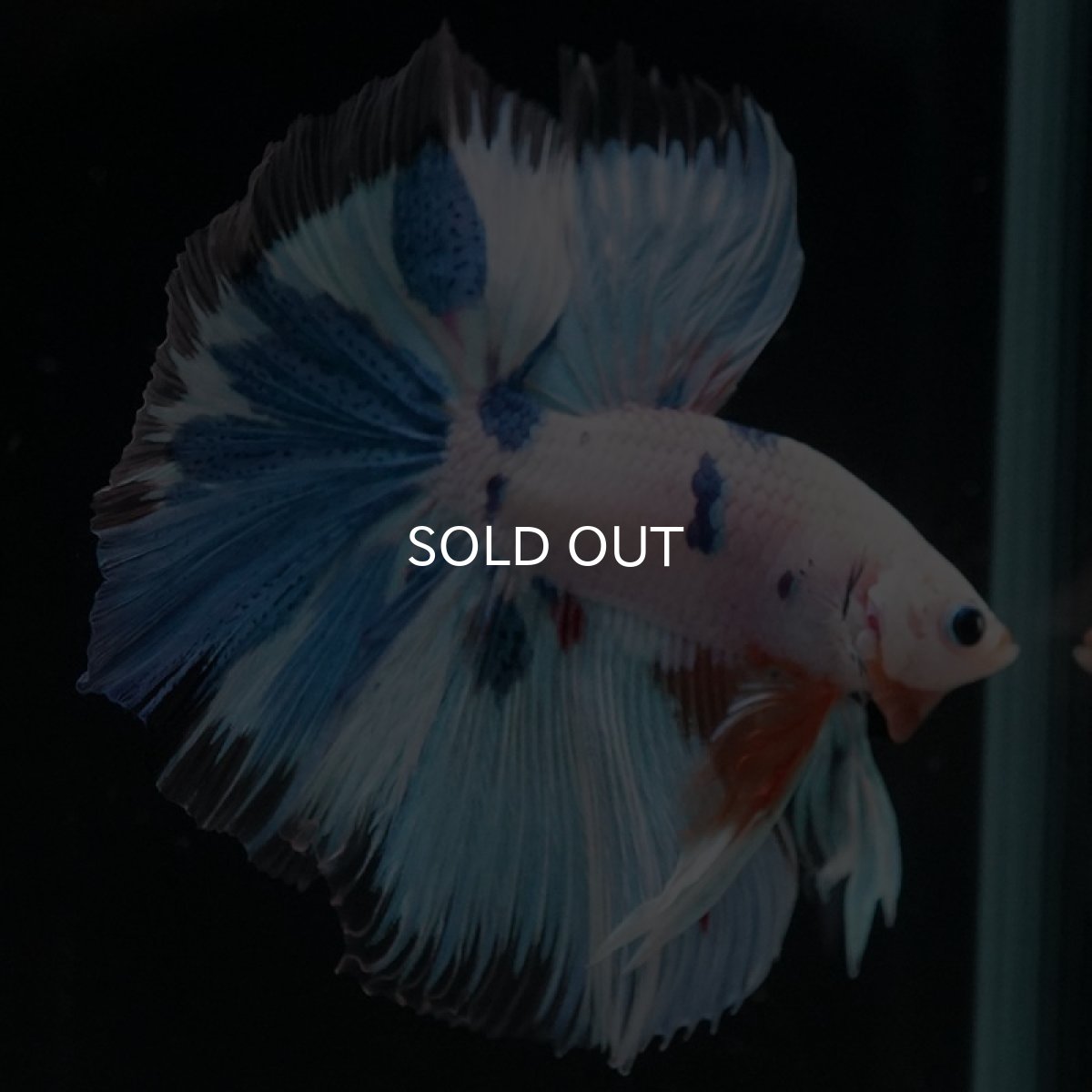 画像14: HM ホワイトファンシー (14)