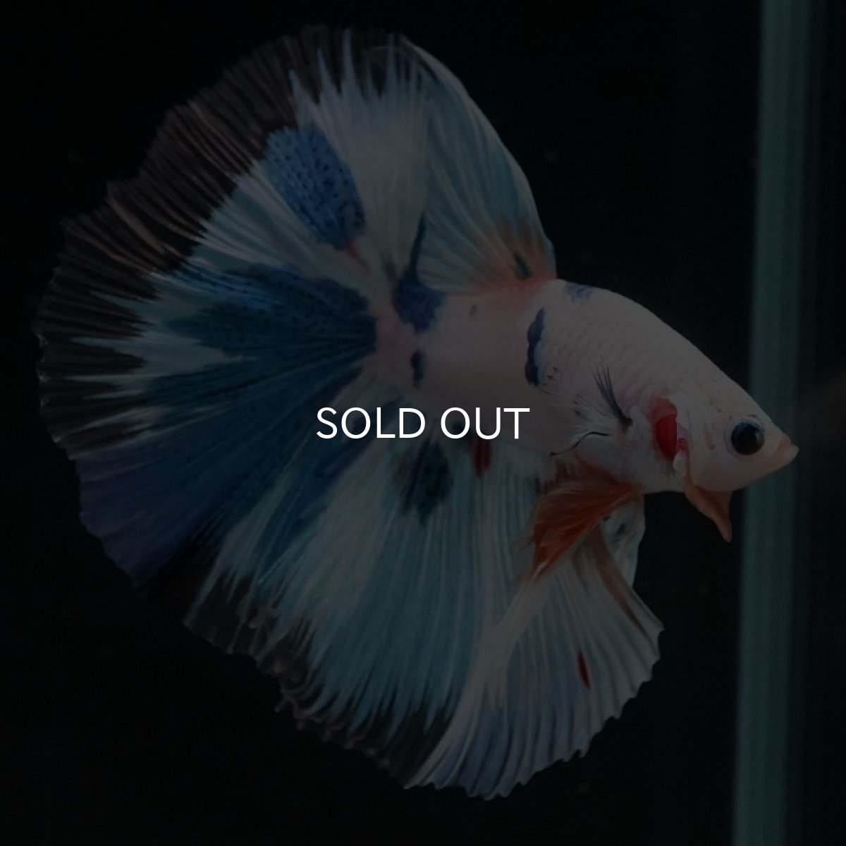 画像13: HM ホワイトファンシー (13)