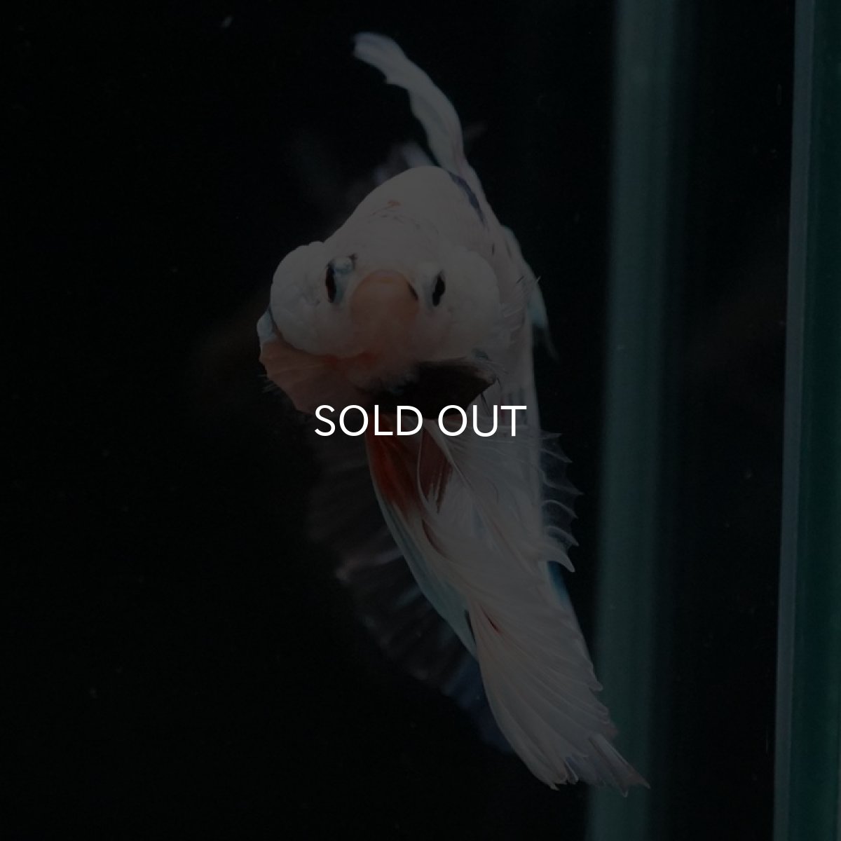 画像12: HM ホワイトファンシー (12)