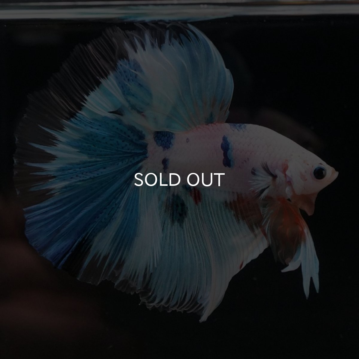 画像11: HM ホワイトファンシー (11)