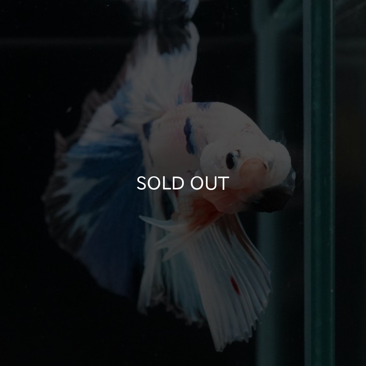 画像10: HM ホワイトファンシー (10)