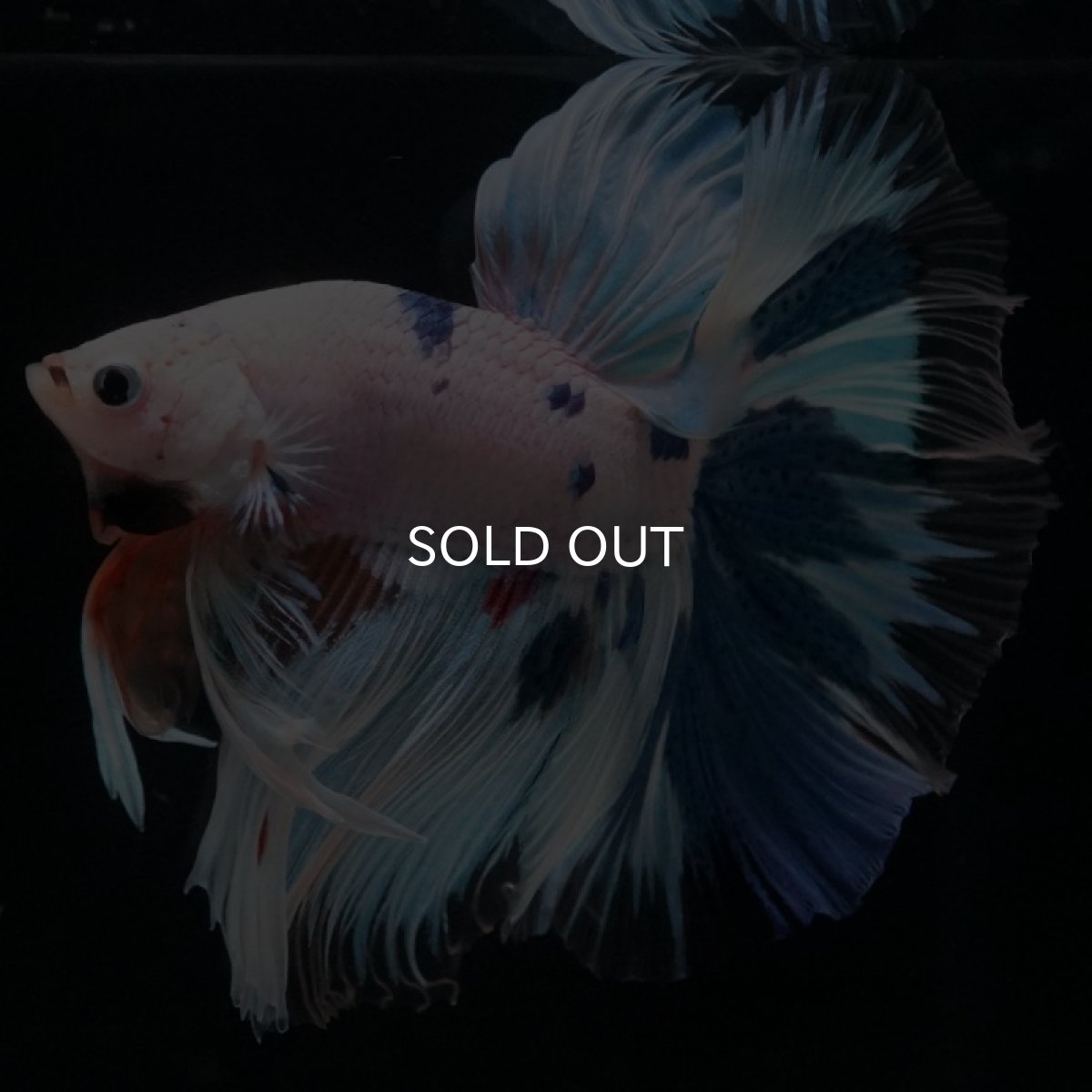 画像9: HM ホワイトファンシー (9)