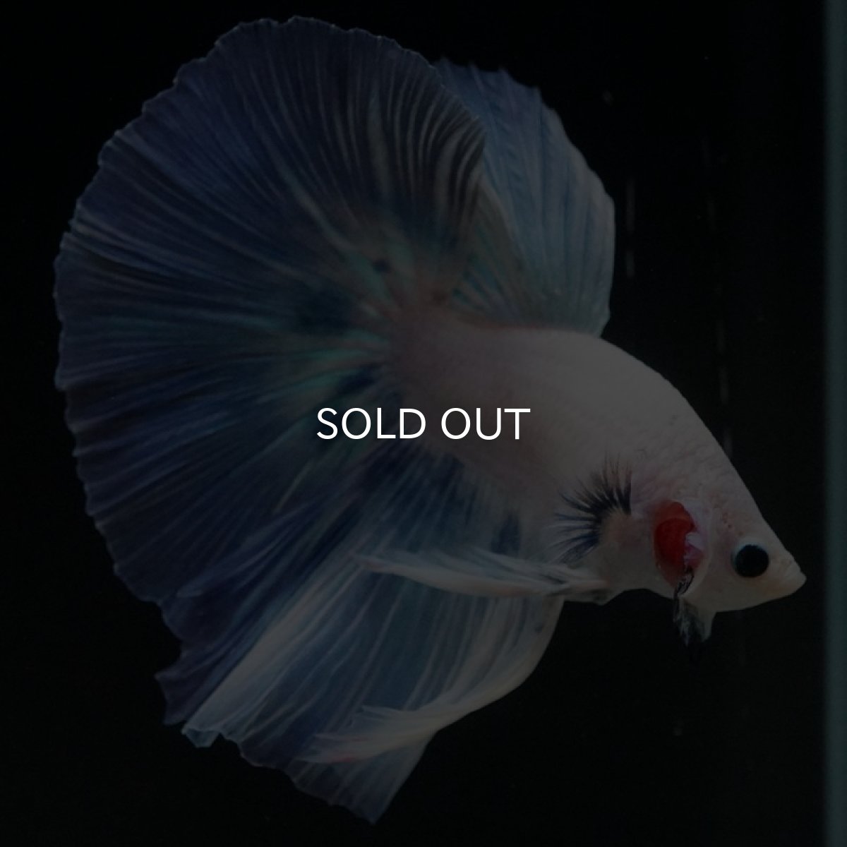 画像4: HM　ホワイトファンシー (4)