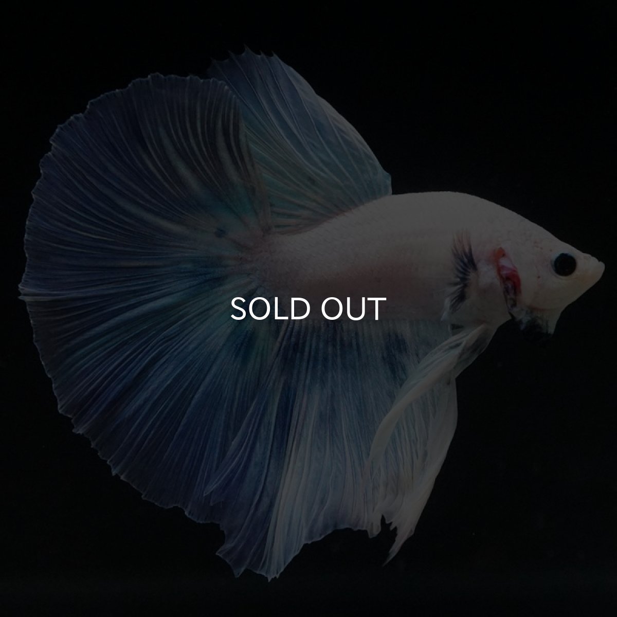 画像3: HM　ホワイトファンシー (3)