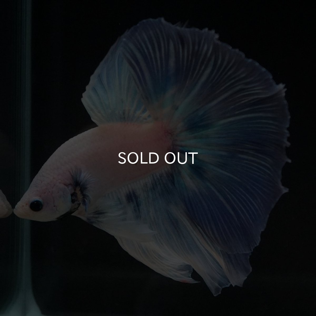 画像2: HM　ホワイトファンシー (2)